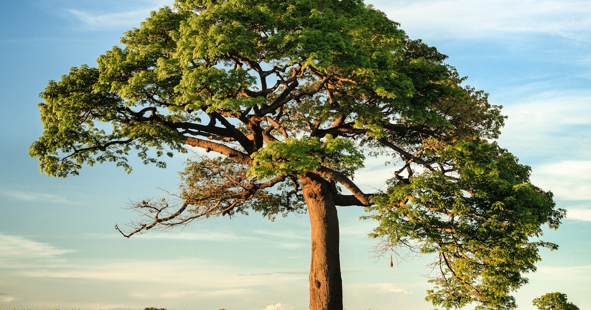 Soft morning sunlight on a face during a calm Sydney autumn morning